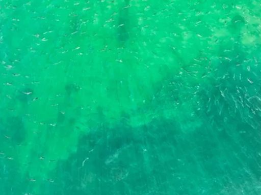 Everyone can see the fish but you have high IQ if you can spot shark in 11 secs