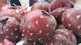 Acelera calor maduración de la pitaya en la Mixteca poblana