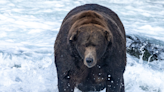 Chunky one-ton Alaskan bear ‘747’ wins Fat Bear Week competition yet again