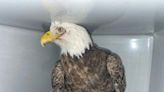 Bald eagle released in Fairfax County after injury, recovery