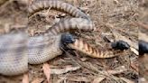Serpiente caníbal devora viva a otra pitón de cabeza negra