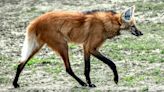 Maned wolf: A strikingly beautiful South American canid