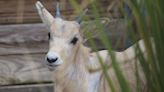 Rare Baby Addax is Mother’s Day Gift at Disney’s Animal Kingdom