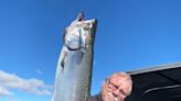 Rainbows, kings and kokanee are available for the catching on a trip to Don Pedro Lake