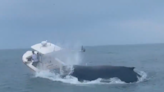 Whale Capsizes Fishing Boat Off New Hampshire Coast