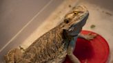 Salmonella sickens 15 in 9 states due to bearded dragon contact
