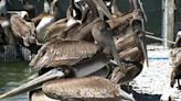 Brown pelicans found starving along California coast to return to wild after rehabilitation