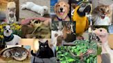 All 4 Pets contest: Vote for your favorite finalist!