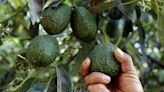 Truck carrying 16,000 pounds of avocados tips over on Bay Area highway