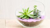 How to Make A Terrarium: Garden Pros Share 5 Easy Ideas + Care Tips