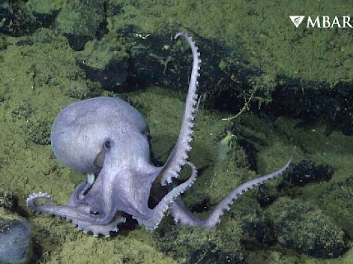 California is poised to ban octopus farming