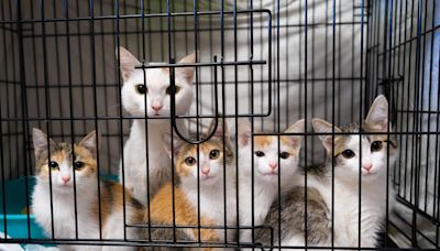 Kanadisches Tierheim vermittelt ältere Katzen wie Gebrauchtwagen