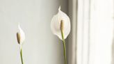 Gardening expert's top tips to 'encourage more blooms to grow' on a peace lily