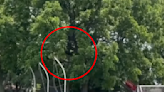 Watch a tranquilized bear in a tree flop into a tarp