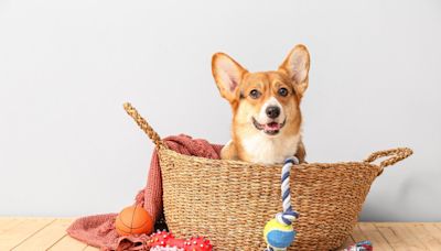 Excited Corgi ‘Herds’ Guests to His Toys to Show Them His Beloved Hippo