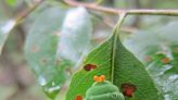 Create stronger canopy with urban forest diversity with native trees | Jody Walthall