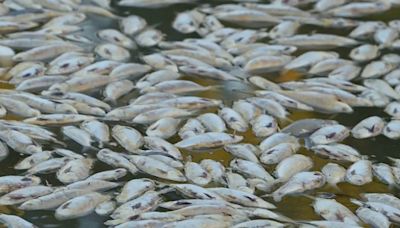 越南水庫200噸魚群暴斃 死因疑和「這原因」有關