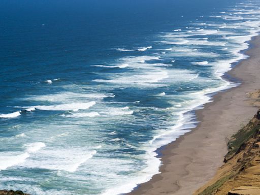 Shock: esta criatura marina sorprendió en el agua de San Francisco