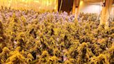 Thousands of marijuana plants seized in more Maine drug busts