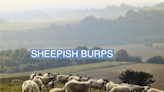 A UK farm tests curbing greenhouse gases — by making sheep burp less