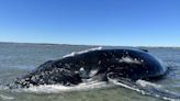 Mammoth operation leads to 'rare' outcome for stranded 10-metre humpback whale