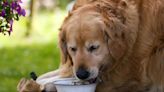 Vet Student Helping 125-Pound Golden Retriever Lose Weight