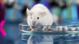 La inyección de una proteína mensual alarga un 25% la vida de los ratones sin desarrollar enfermedades