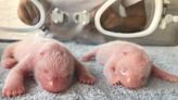Giant Panda Twins Born in China Offer Much-Needed Hope for the Future