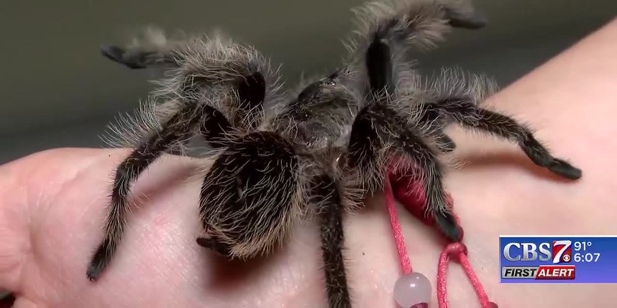 30 tarantulas found in apartment fire: locals talk unconventional pet care