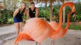 Enter to win Family 4-Pack to Discovery Cove, Flamingo Mingle experience