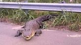 Deputies at NC coast remove huge alligator from U.S. 17 after drivers complain