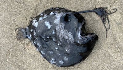 Nightmarish 'footballfish' washes up dead on US beach in potential 1st-of-its-kind occurrence