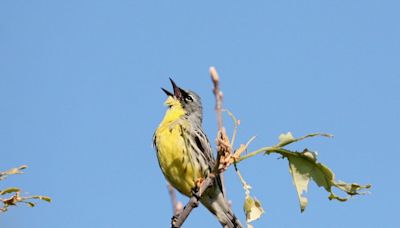 Smith: Kirtland's warbler comeback continues, highlighting the possible in conservation