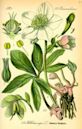 Hellebore