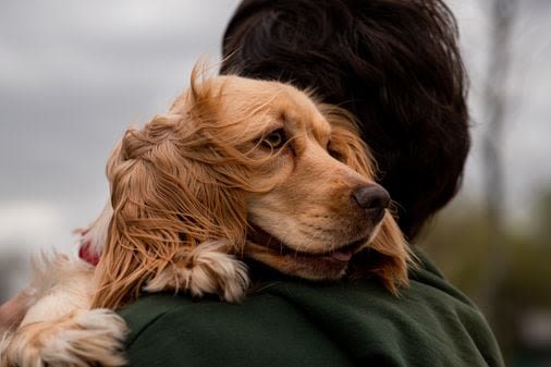 She kept her gravely ill dog alive. Was that animal cruelty? - The Boston Globe