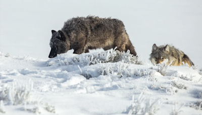 Yellowstone superintendent seeks hunting relief for wolves after another deadly winter