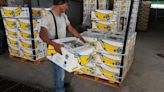 Chiquita Held Liable for Deaths During Colombian Civil War