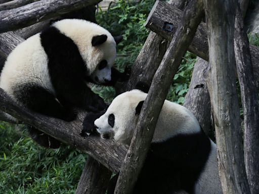 Vuelve la diplomacia panda: China envía dos osos a Washington