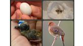 全球野外剩15隻！搶救藍眼地鳩 專家人工帶大珍稀的1隻