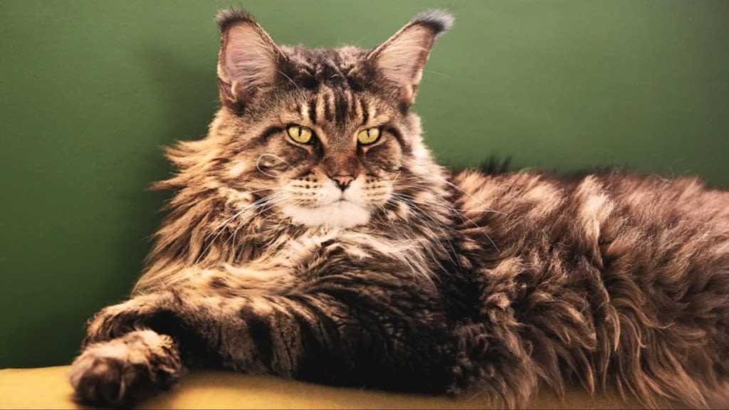 Find Your Mufasa Cat: Adopt This Breed To Rule Your Home