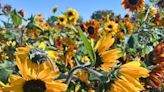 What to know about the 'largest' sunflower maze in New Hanover County