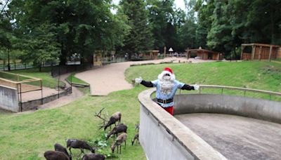 Dudley Zoo opens new £200K Reindeer Ravine with help from Santa