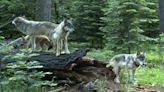 Editorial: Should Deschutes County wolf committee be more secretive?