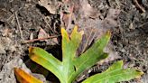 Nature News: How a 200-year-old white oak serves as inspiration to conserve land in South Berwick