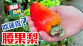 【撩棱食典】繽紛橙黃腰果梨