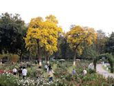 Zakir Hussain Rose Garden