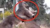 FINISH HIM: Fighting Kangaroo Pulls Wild Move Right Out Of A Video Game