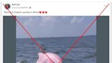 Facebook users fall for AI-generated image of 'pink dolphin'