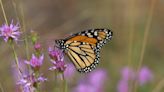 Inaugural Mountain Monarch Festival in Transylvania County to highlight butterfly's importance, decline
