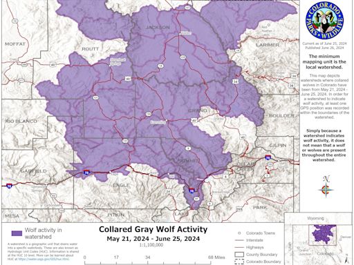 Colorado wolves make movement into Rocky Mountain National Park drainages